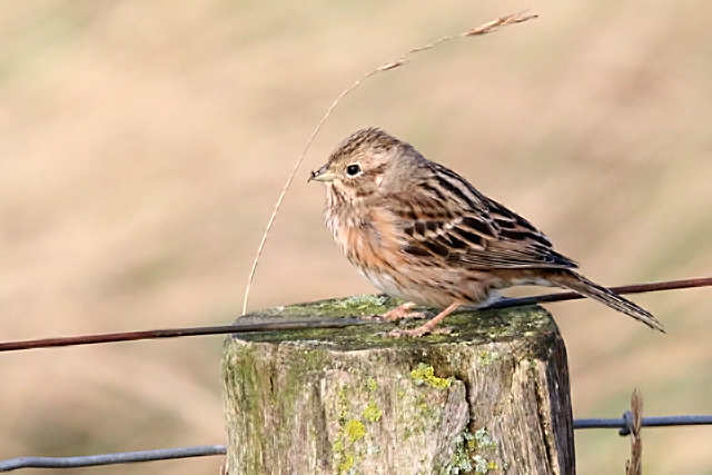 2 januari 2016, Witkopgors, Wilhelminadorp_01