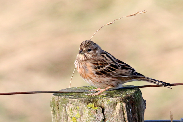 2 januari 2016, Witkopgors, Wilhelminadorp_02