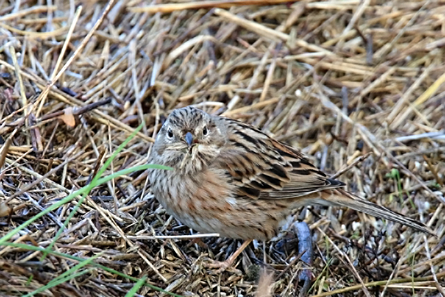 2 januari 2016, Witkopgors, Wilhelminadorp_03