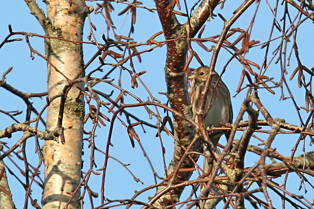 22 januari 2017, Witkopgors, Appelscha-Smilde_02