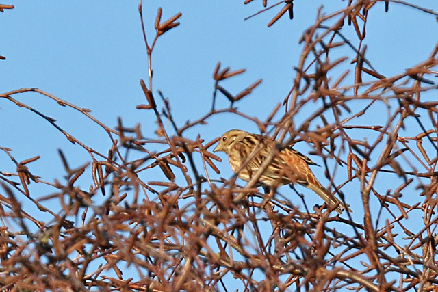 22 januari 2017, Witkopgors, Appelscha-Smilde_03
