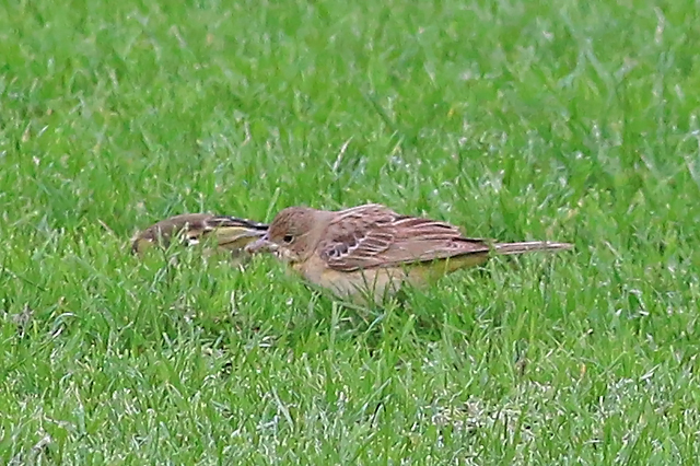 11 oktober 2020, Zwartkopgors, De_Koog-Texel_02