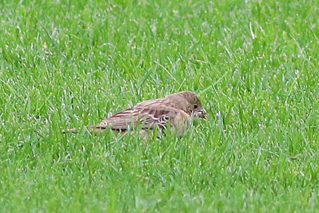 11 oktober 2020, Zwartkopgors, De_Koog-Texel_03