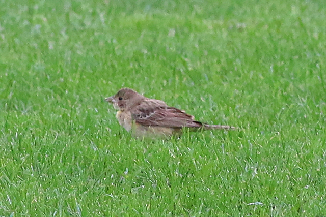 11 oktober 2020, Zwartkopgors, De_Koog-Texel_04