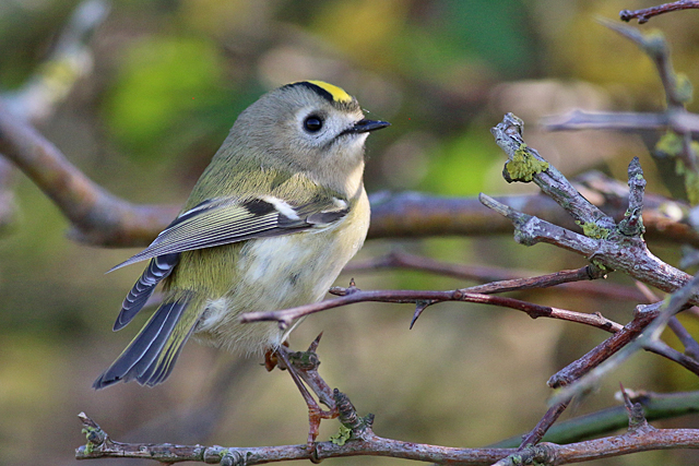 14 oktober 2018, Goudhaan, Texel
