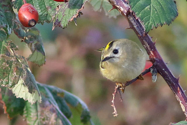 5 november 2022, Goudhaan, Lauwersmeer - Kustweg