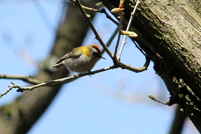 1 mei 2013, Vuurgoudhaan, Limburg