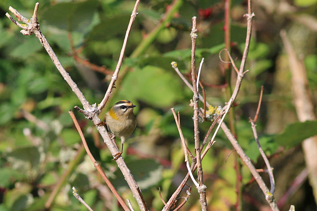 9 september 2018, Vuurgoudhaan, Lauwersmeer