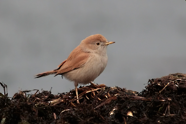 28 november 2014, Afrikaanse Woestijngrasmus, Alphen aan de Rijn