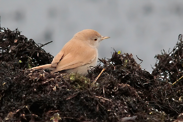 28 november 2014, Afrikaanse Woestijngrasmus, Alphen aan de Rijn_2