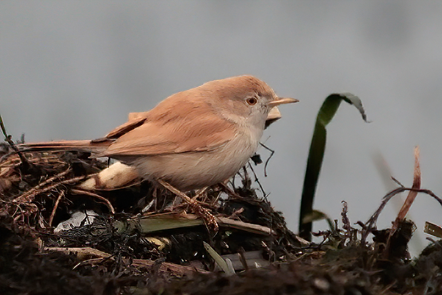 28 november 2014, Afrikaanse Woestijngrasmus, Alphen aan de Rijn_3