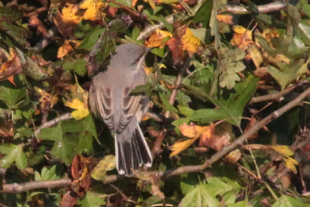 9 oktober 2010, Balkanbaardgraasmus, 2-staart_Texel