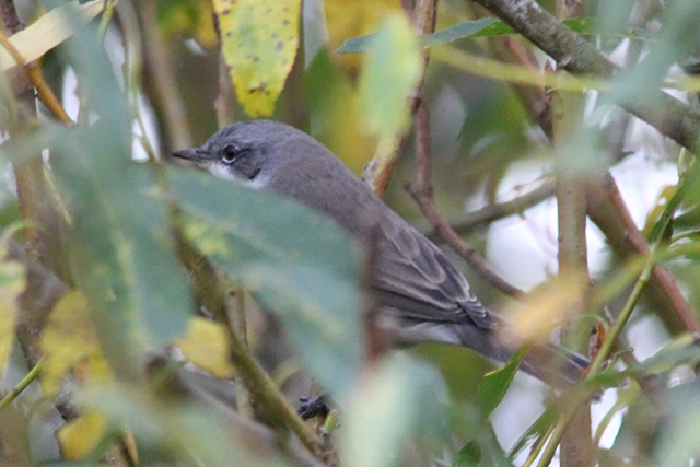 12 oktober 2013, Braamsluiper, 2_Texel