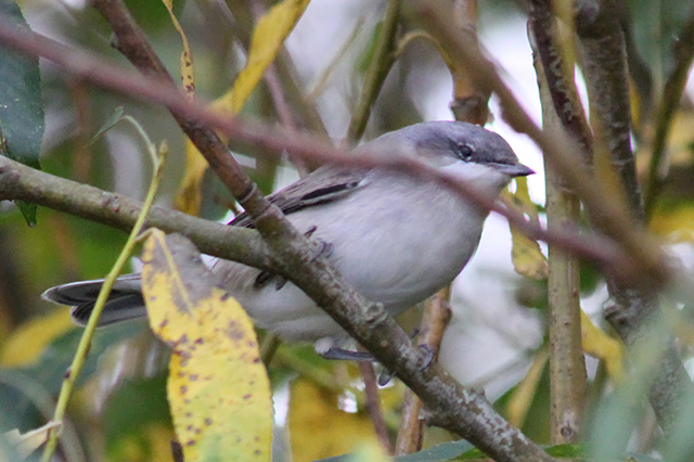 12 oktober 2013, Braamsluiper, 3_Texel