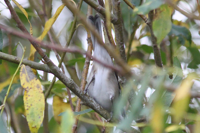 12 oktober 2013, Braamsluiper, 4_Texel