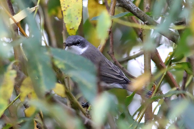 12 oktober 2013, Braamsluiper, Texel