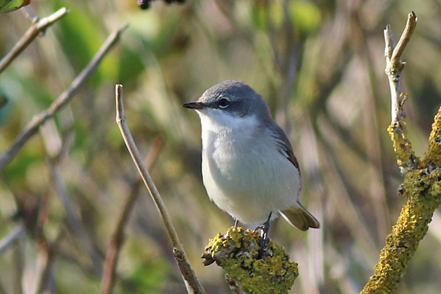 18 september 2021, Braaamsluiper, Lauwersmeer