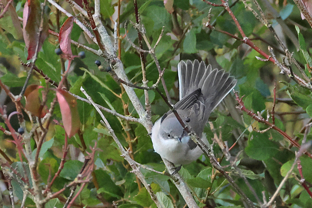 5 september 2025, Braamsluiper, 01_Lauwersmeer-De Rug