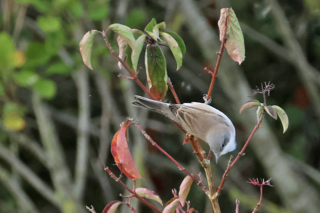 5 september 2025, Braamsluiper, 02_Lauwersmeer-De Rug