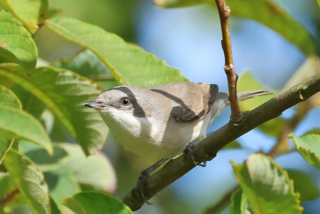 5 september 2025, Braamsluiper, Lauwersoog-Dorp