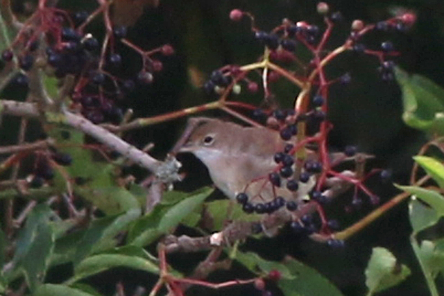 21 augustus 2022, Grasmus, Lauwersoog - Kustweg