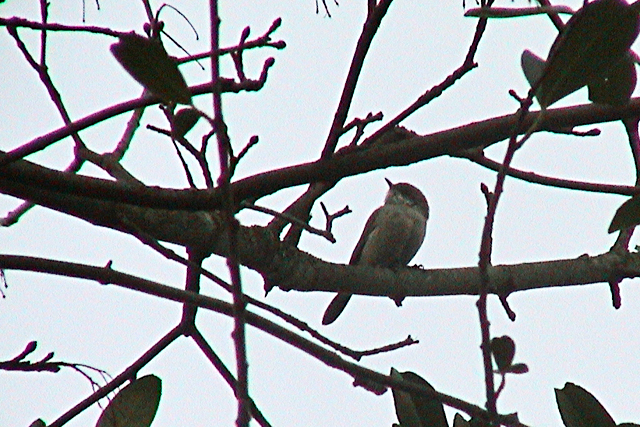 2 januari 2006, Vale Braamsluiper, Groningen