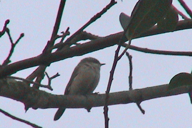 2 januari 2006, Vale Braamsluiper, Groningen_01
