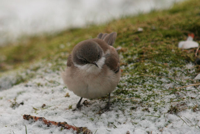 7 januari 2009, Oostelijke , Braamsluiper_Ees