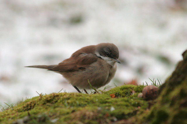 7 januari 2009, Oostelijke , Braamsluiper_Ees_02