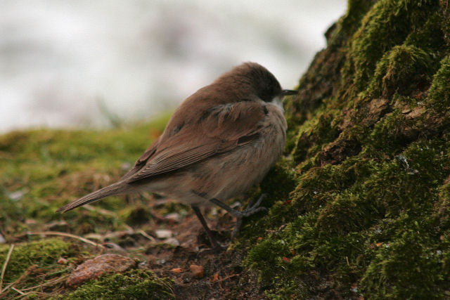 7 januari 2009, Oostelijke , Braamsluiper_Ees_04
