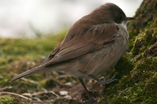 7 januari 2009, Oostelijke , Braamsluiper_Ees_05
