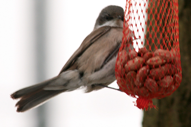 7 januari 2009, Oostelijke , Braamsluiper_Ees_06
