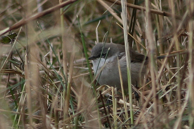 11 oktober 2009, Oostelijke, Bbraamsluiper_Texel_bewolkt