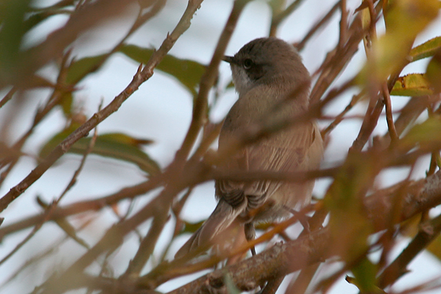 12 oktober 2009, Oostelijke, Bbraamsluiper_2_Texel