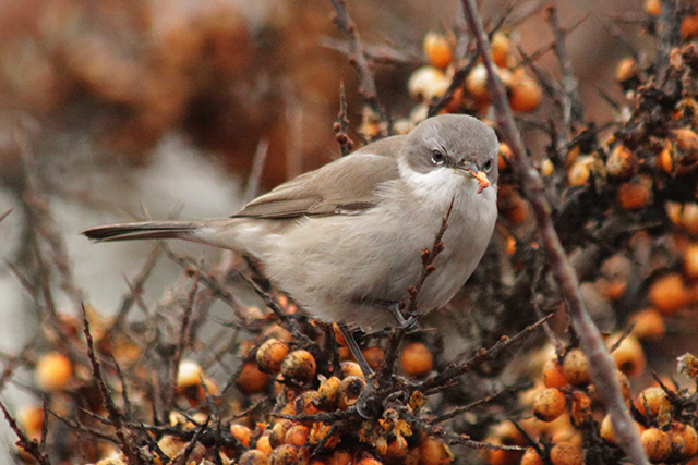 29 december 2013, Siberische braamsluiper, 2_Eemshaven