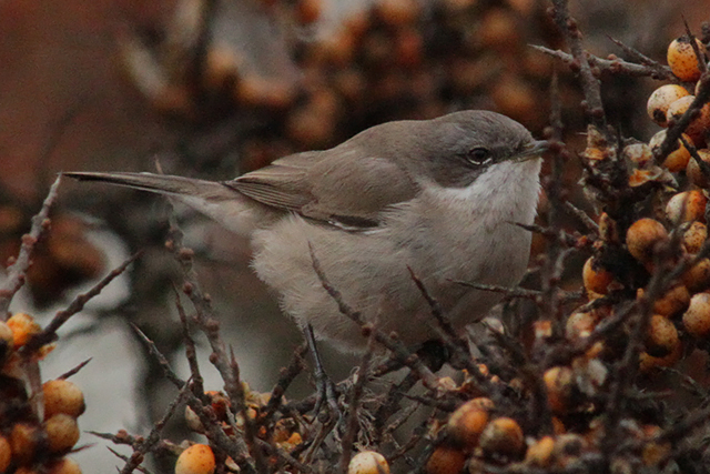 29 december 2013, Siberische braamsluiper, 4_Eemshaven