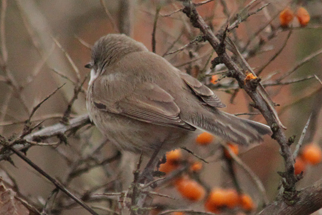 29 december 2013, Siberische braamsluiper, 5_Eemshaven