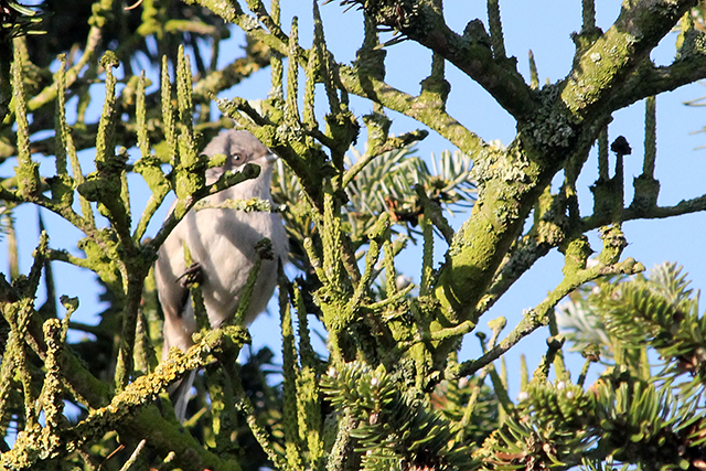 2 maart 2014, Siberische Braamsluiper, Culemborg