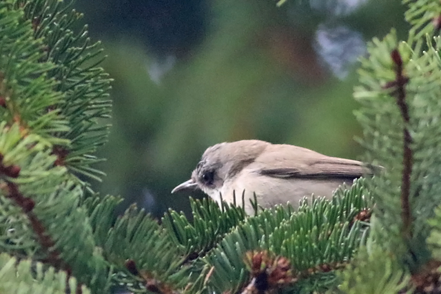 2 januari 2022, Humes Braamsluiper, Groningen_01