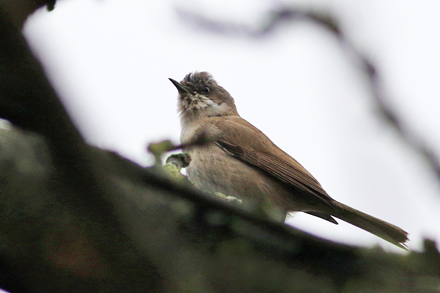 2 januari 2022, Humes Braamsluiper, Groningen_02