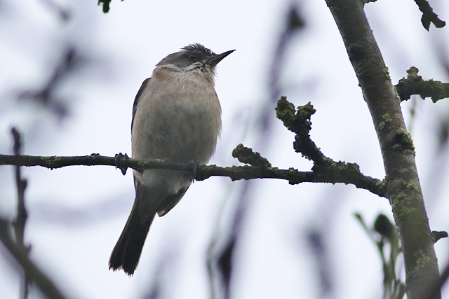 2 januari 2022, Humes Braamsluiper, Groningen_03