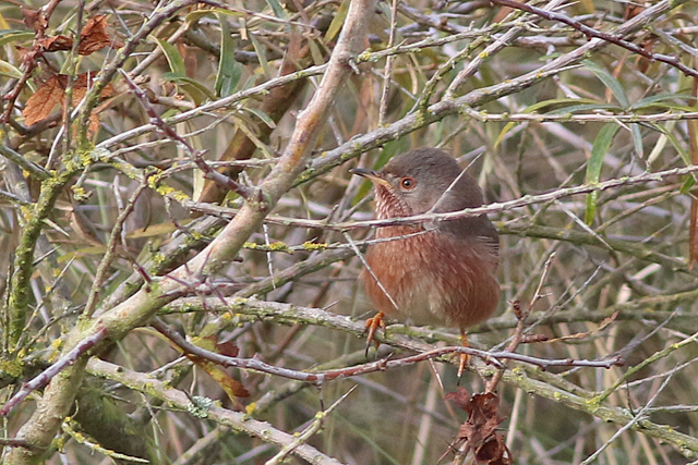 12 november 2021, Provencaalse Grasmus, Hondsbosche Zeewering_01