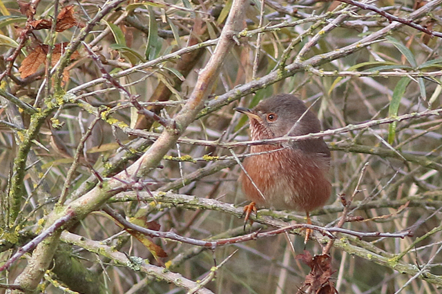 12 november 2021, Provencaalse Grasmus, Hondsbosche Zeewering_02