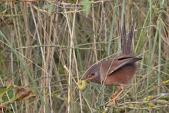 20211112 Provencaalse Grasmus Hondsbosche Zeewering 03
