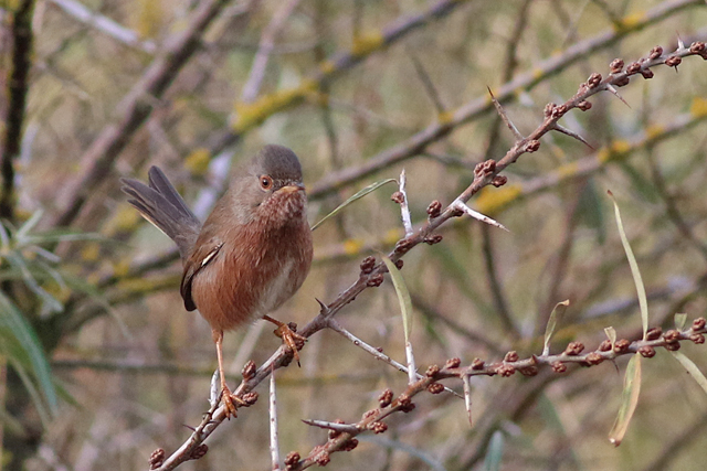 12 november 2021, Provencaalse Grasmus, Hondsbosche Zeewering_04