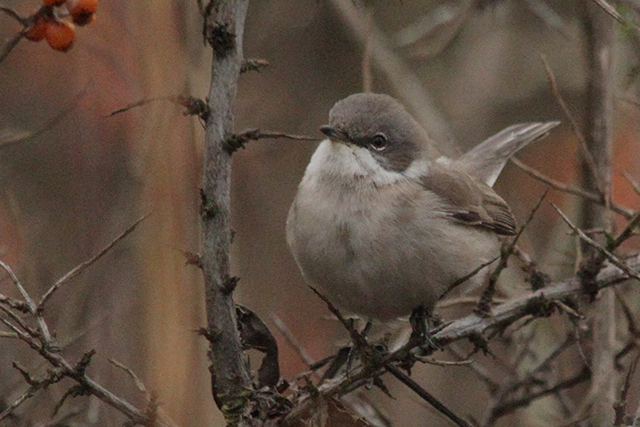 29 december 2013, Siberische braamsluiper, 3_Eemshaven