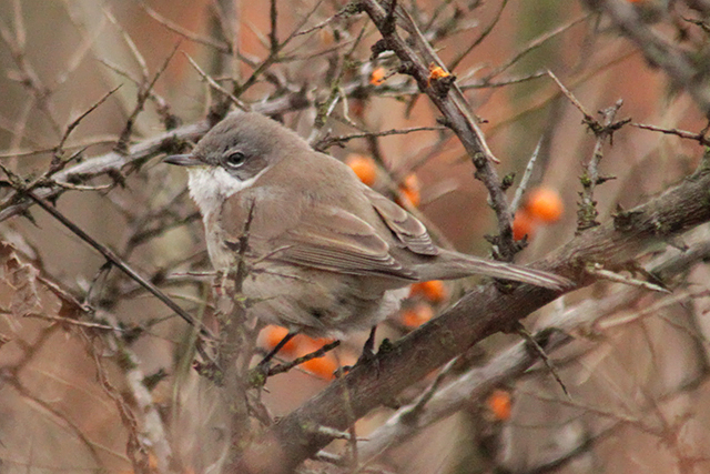 29 december 2013, Siberische braamsluiper, Eemshaven