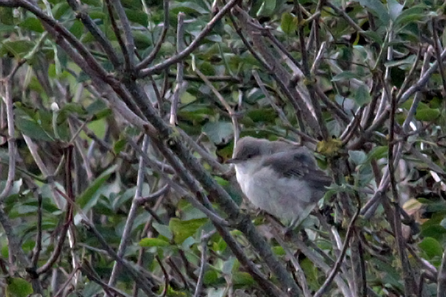 3 oktober 2011, Sperwergrasmus, Texel