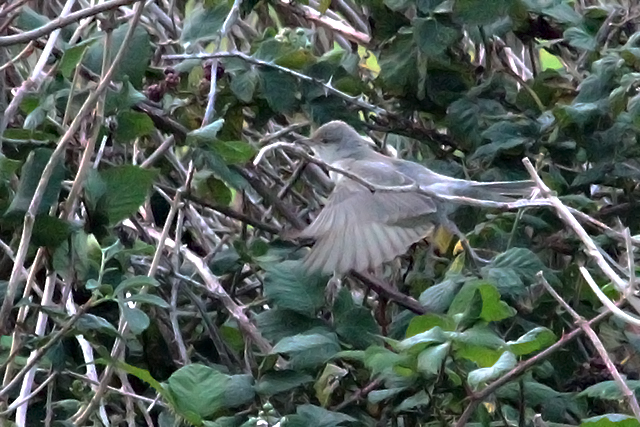 3 oktober 2011, Sperwergrasmus, Texel_2