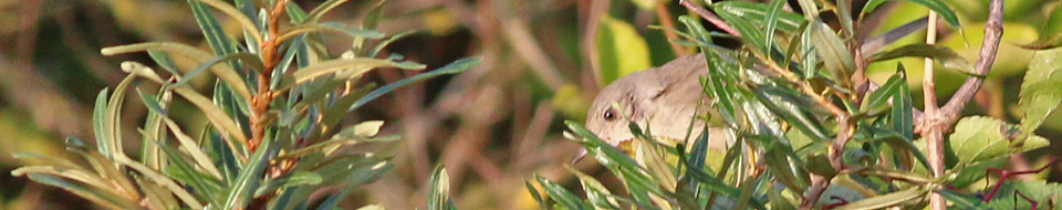 16 september 2018, Sperwergrasmus, Lauwersmeer_000